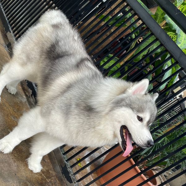 タイ・バンコク「タイ旅行✈️」の写真