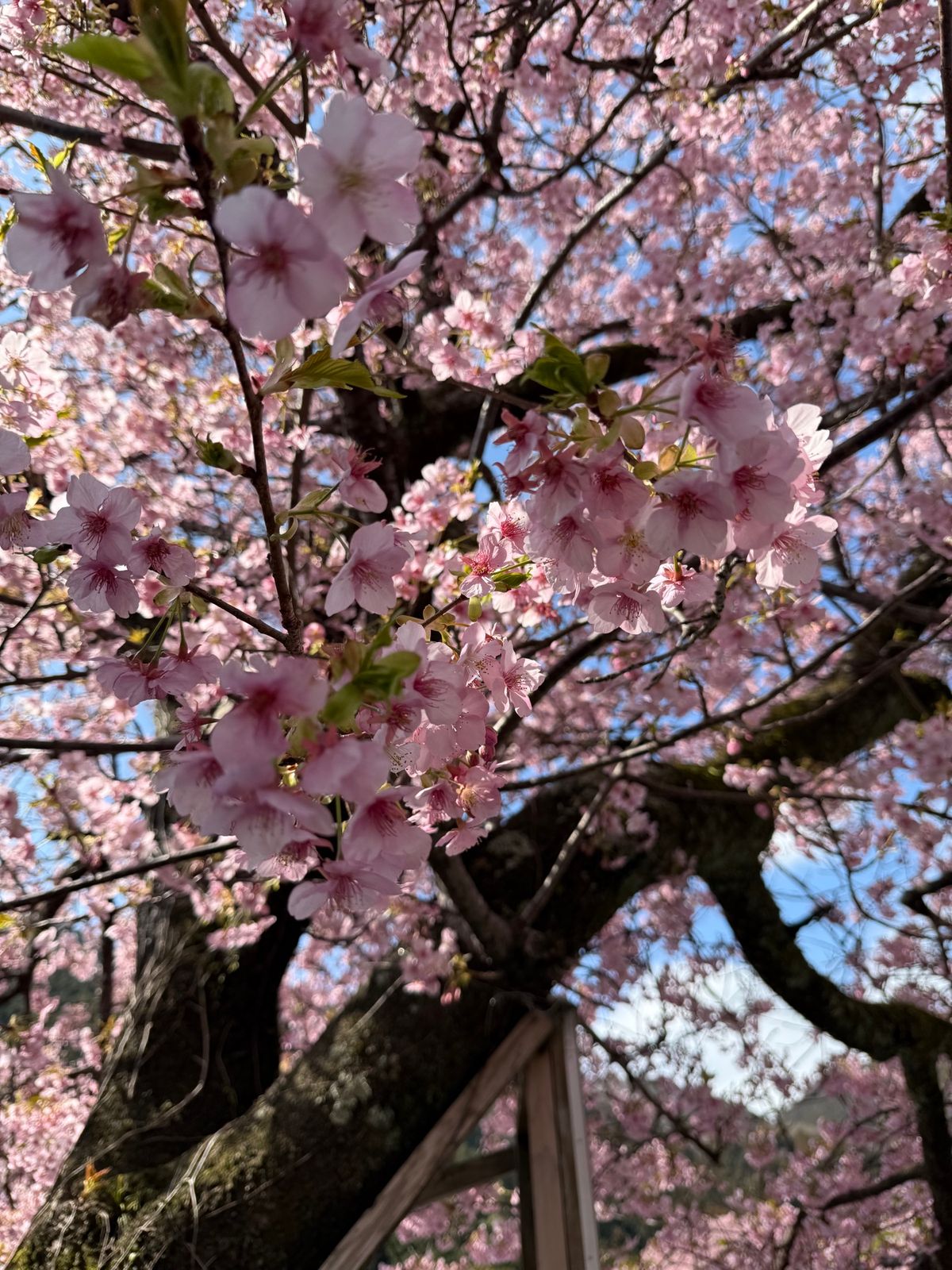 七滝茶屋付近で