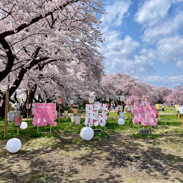 日本・岩手県「岩手県・北上展勝地🚗」の写真