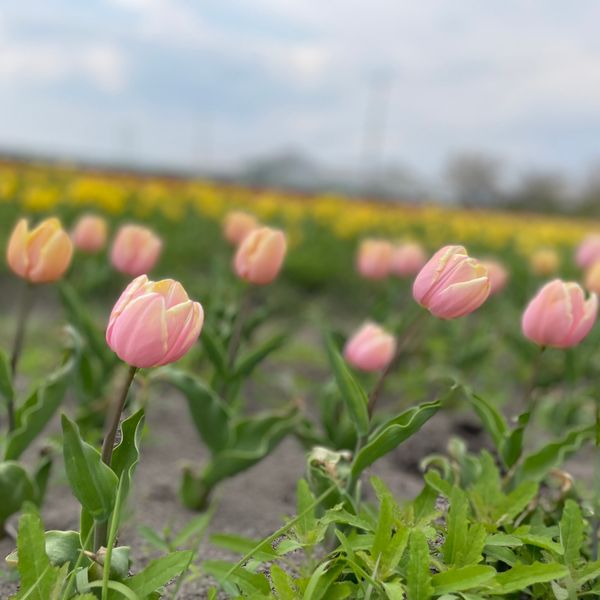 日本・宮城県「宮城県・米山チューリップまつり🚗」の写真