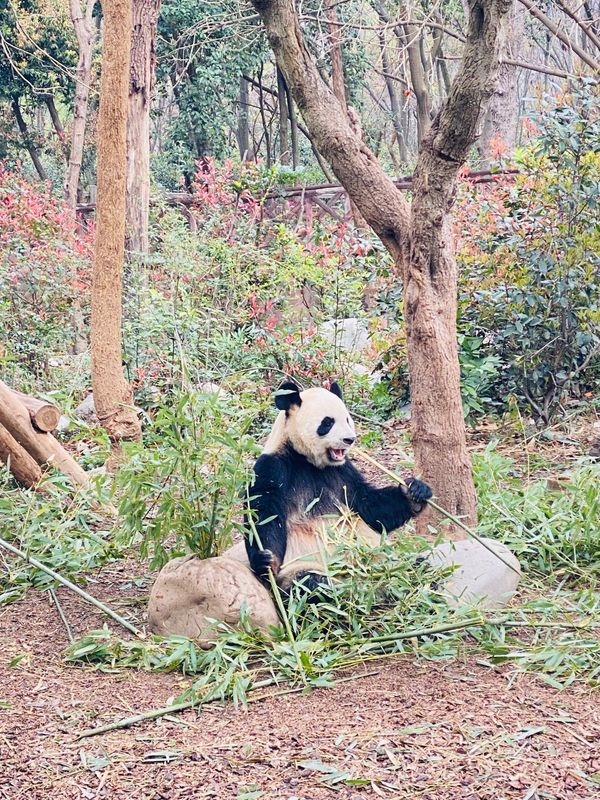 香港・香港「中国出張」の写真：生パンダ見れた👀食べてるか寝てるかだった🐼
