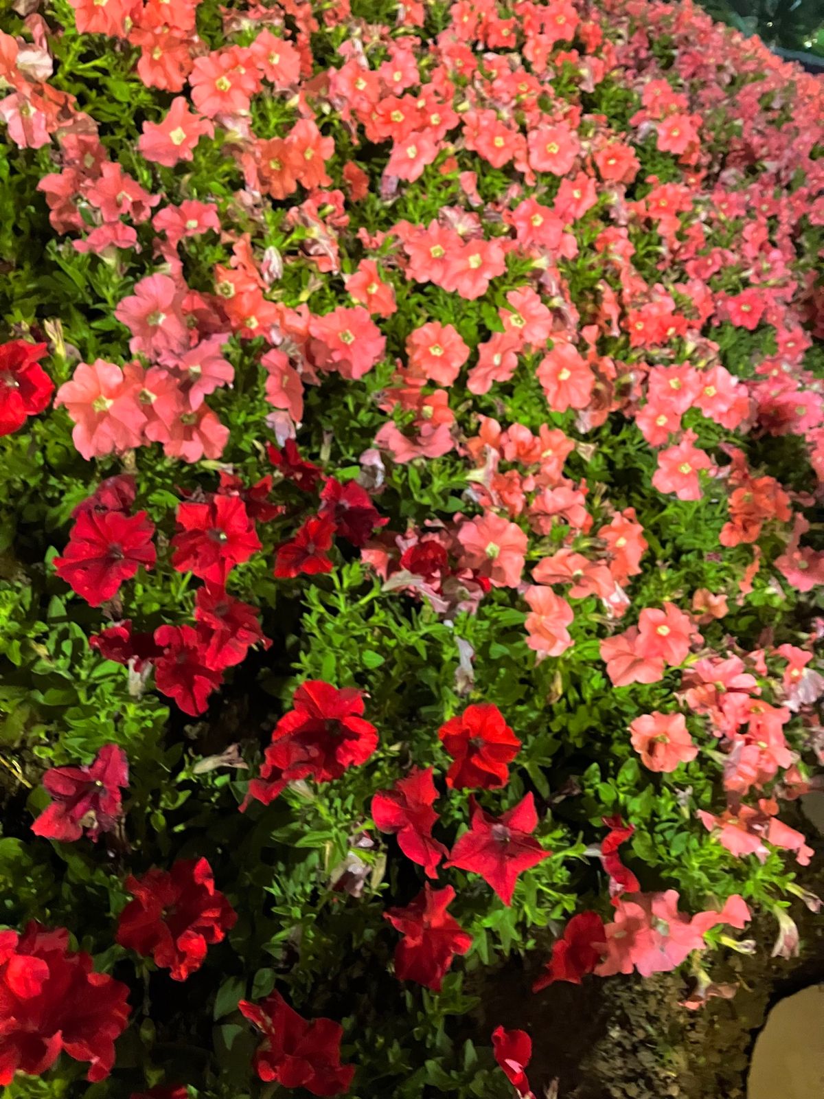 ハノイ　西湖花の谷
ホウセンカが咲き乱れててとっても綺麗だった〜
ワンドリ...