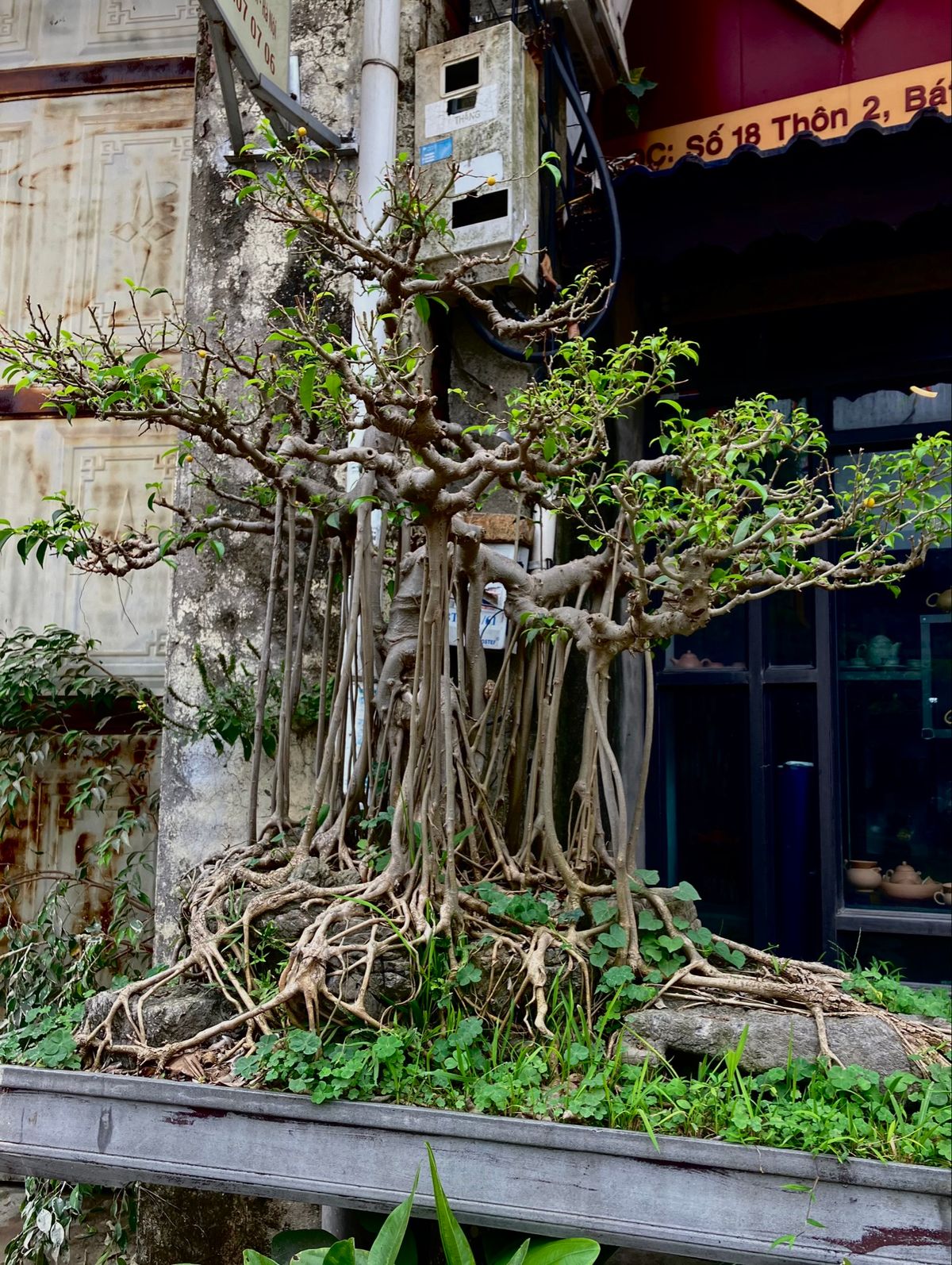 ハノイ市内にはたくさん国旗が掲げられてて
日本ではない綺麗な景色だなあと
...