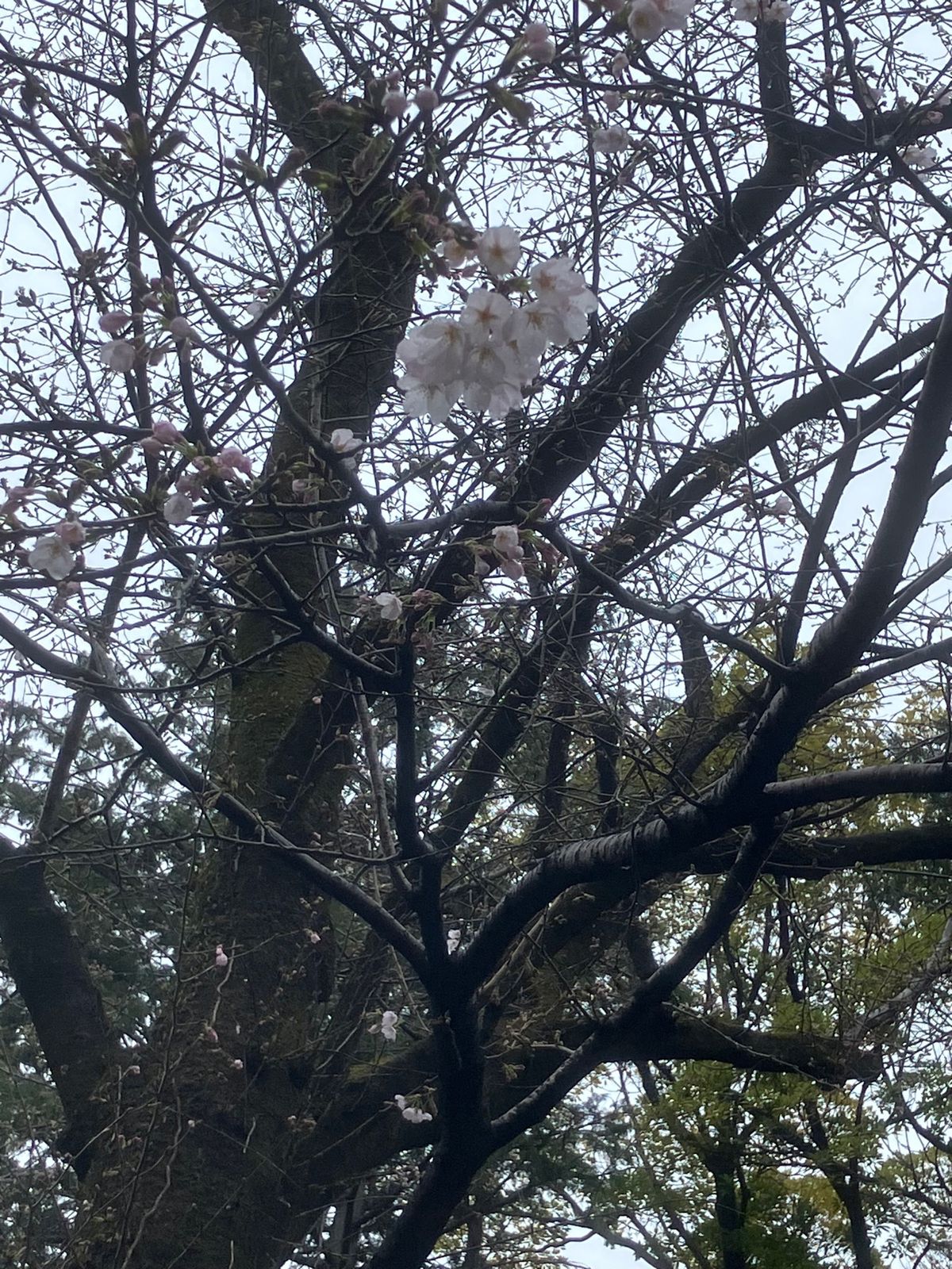 中院の枝垂れ桜は見頃
喜多院は来週末かな？
KOEDOビールを飲みながらま...