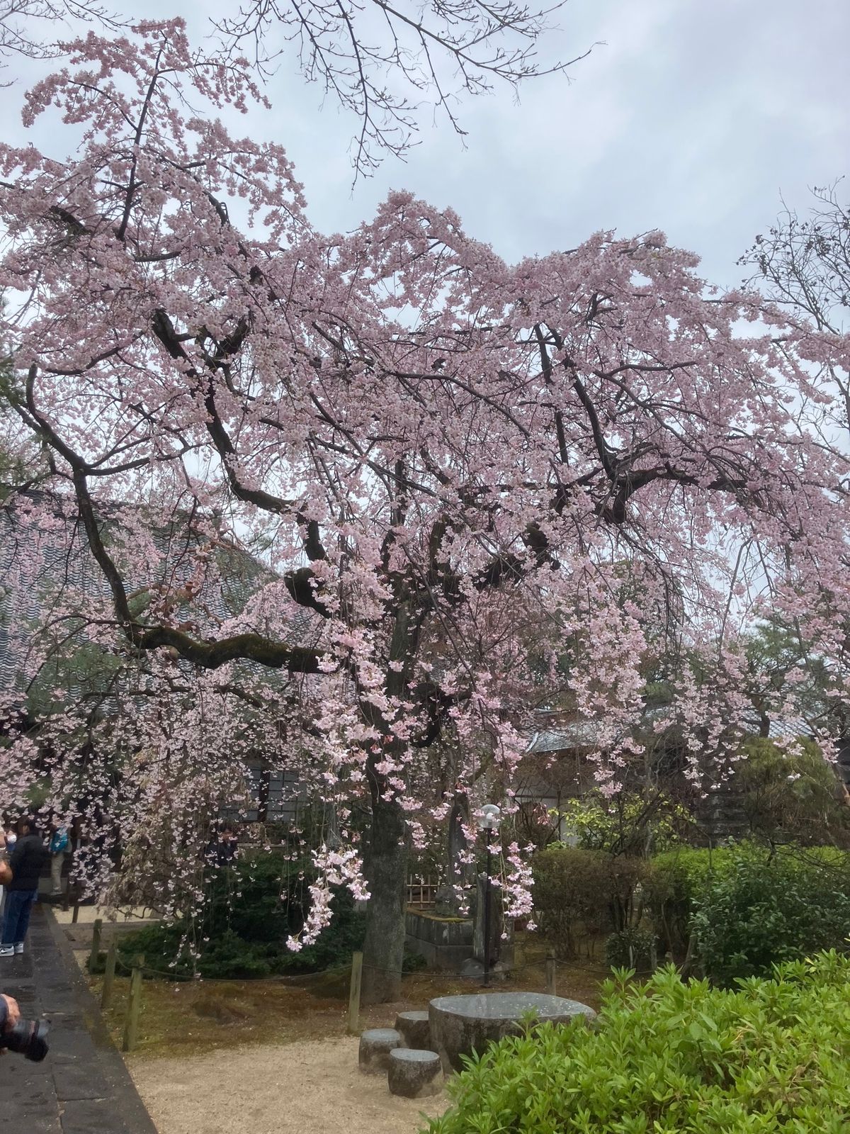 中院の枝垂れ桜は見頃
喜多院は来週末かな？
KOEDOビールを飲みながらま...