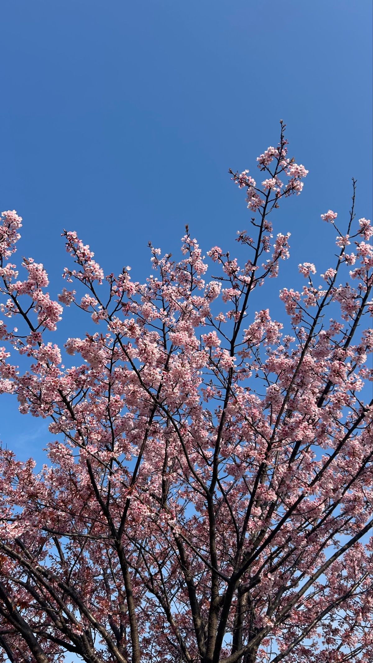 最終日の朝は、川沿いの桜並木へ🌸
満開になるまできっとあと少し。
それでも...