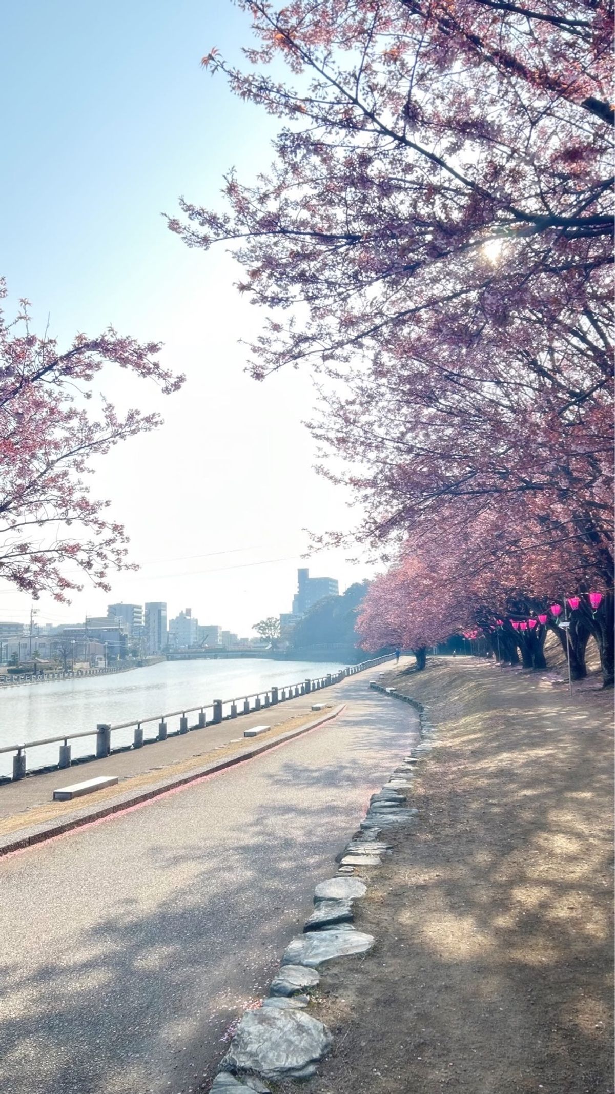 最終日の朝は、川沿いの桜並木へ🌸
満開になるまできっとあと少し。
それでも...