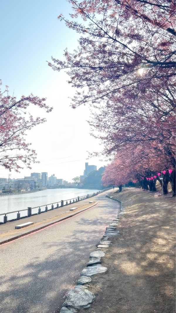 日本・徳島県「時の流れが穏やかな旅」の写真：最終日の朝は、川沿いの桜並木へ🌸
満開に...