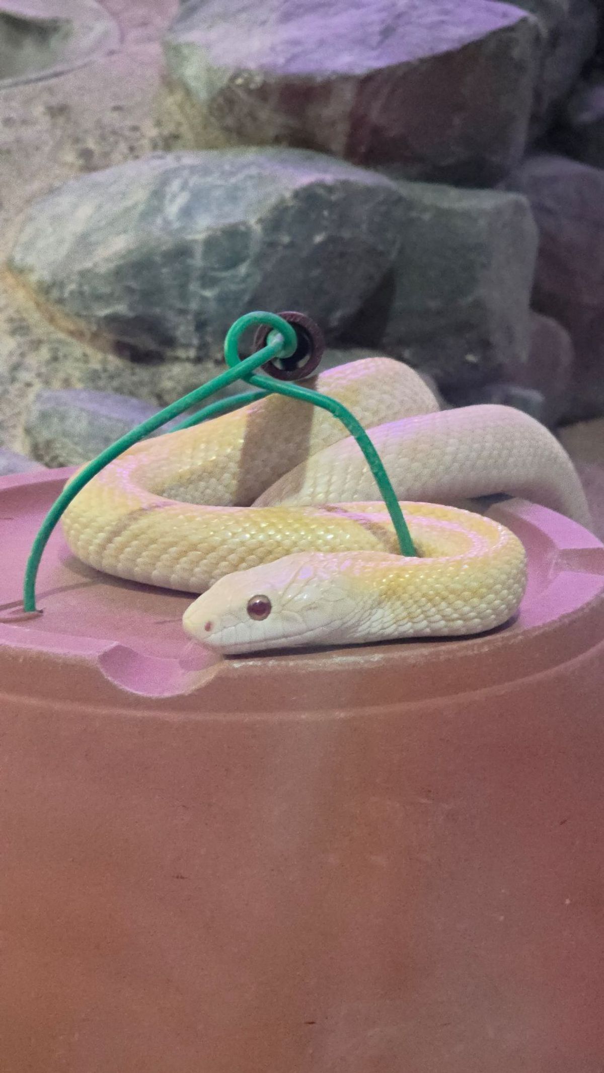 岩国シロヘビの館