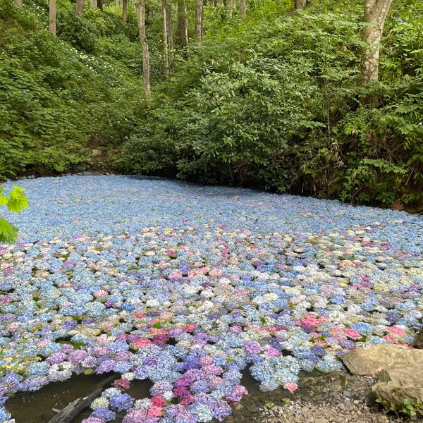 日本・岩手県「岩手県・みちのくあじさい園🚗」の写真