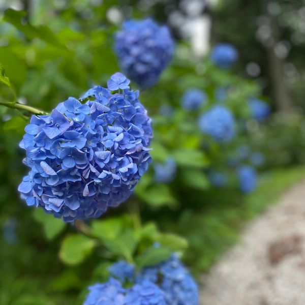 日本・岩手県「岩手県・みちのくあじさい園🚗」の写真