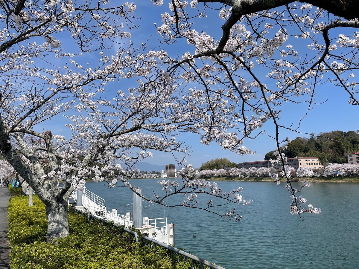 瀬田川沿いに咲く桜も綺麗でした