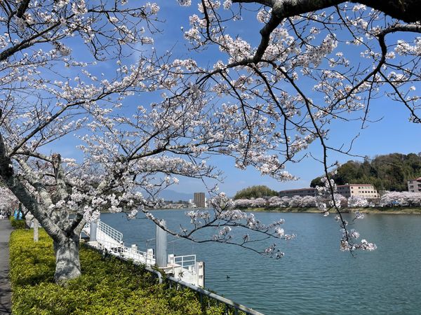 日本・京都府「大津・京都の花見旅行」の写真：瀬田川沿いに咲く桜も綺麗でした