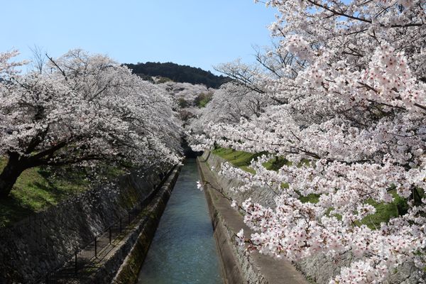 日本・京都府「大津・京都の花見旅行」の写真：三井寺に行く前に琵琶湖疎水の桜も。こちら...
