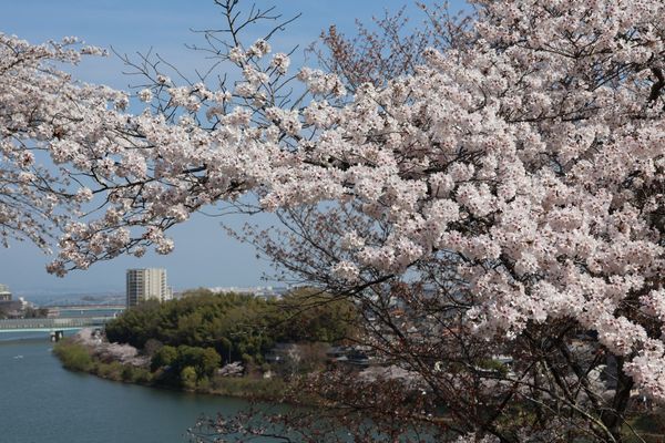 日本・京都府「大津・京都の花見旅行」の写真：石山寺の桜。枝垂れ桜も満開でした。