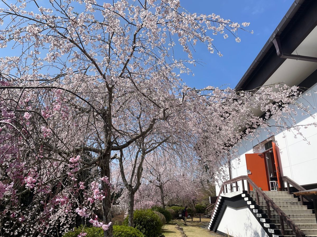 石山寺の桜。枝垂れ桜も満開でした。