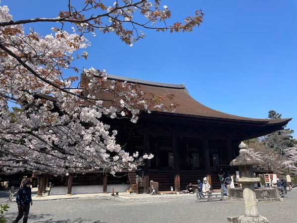日本・京都府「大津・京都の花見旅行」の写真：金堂