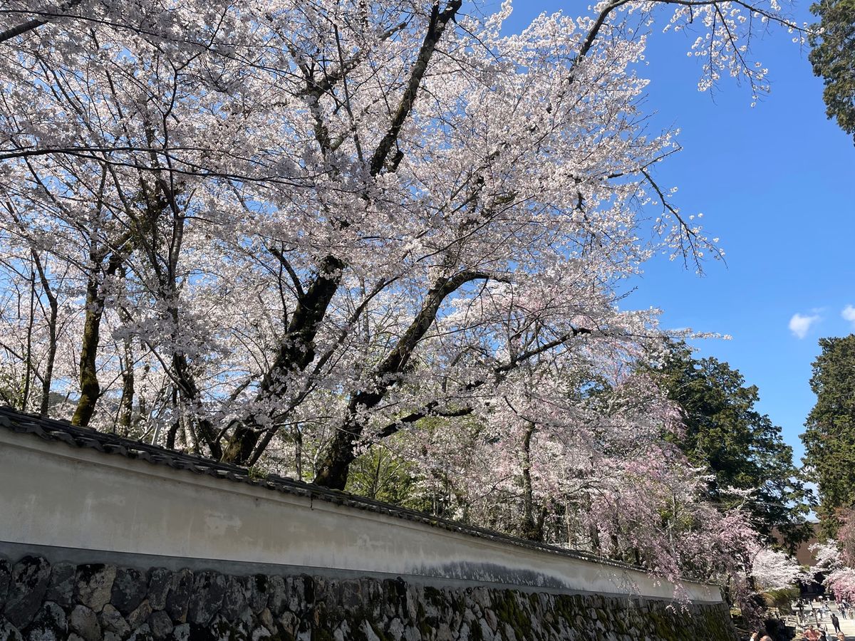 三井寺の桜