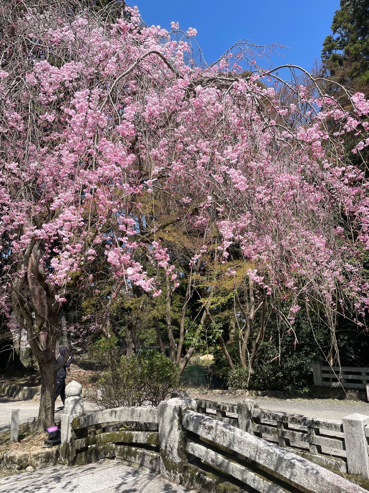 三井寺の桜