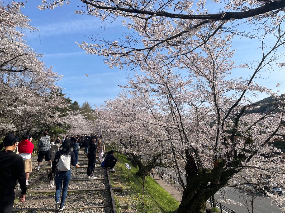 三井寺から京阪に乗って蹴上へ。蹴上インクラインの桜。