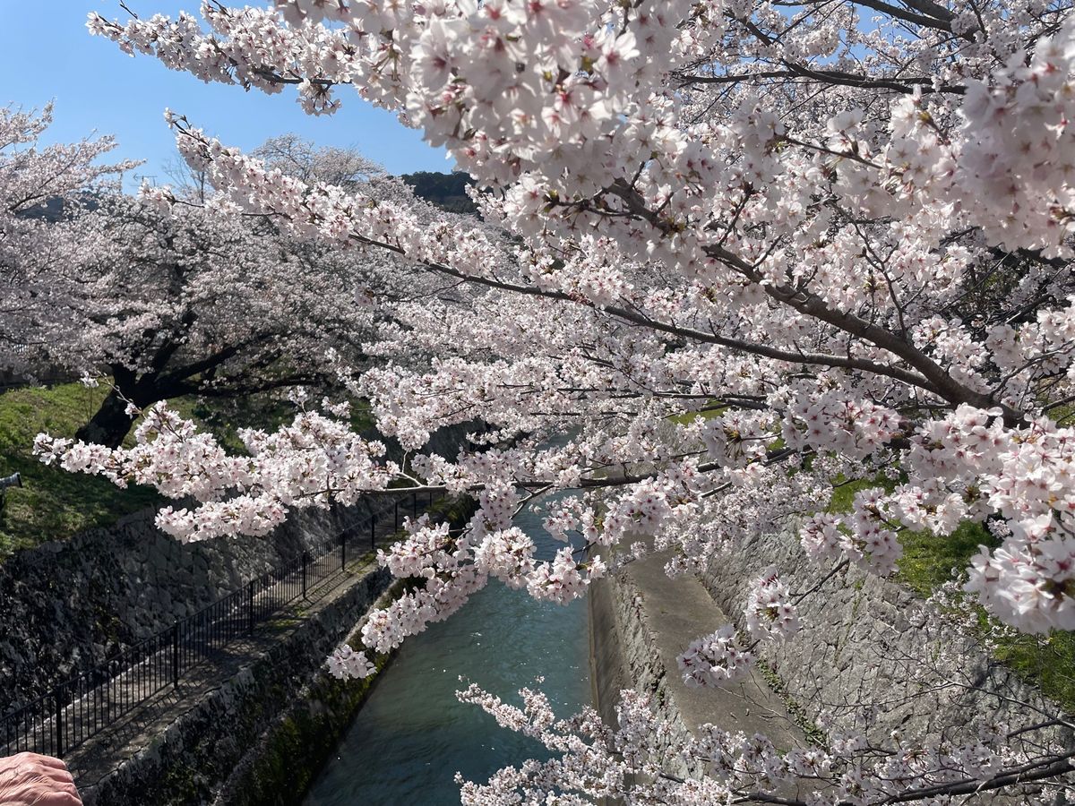 三井寺に行く前に琵琶湖疎水の桜も。こちらも満開でした。