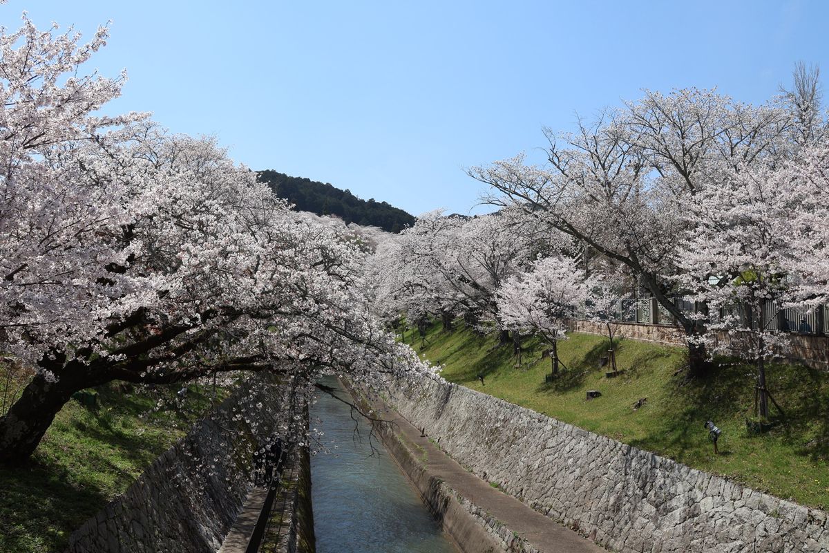 三井寺に行く前に琵琶湖疎水の桜も。こちらも満開でした。