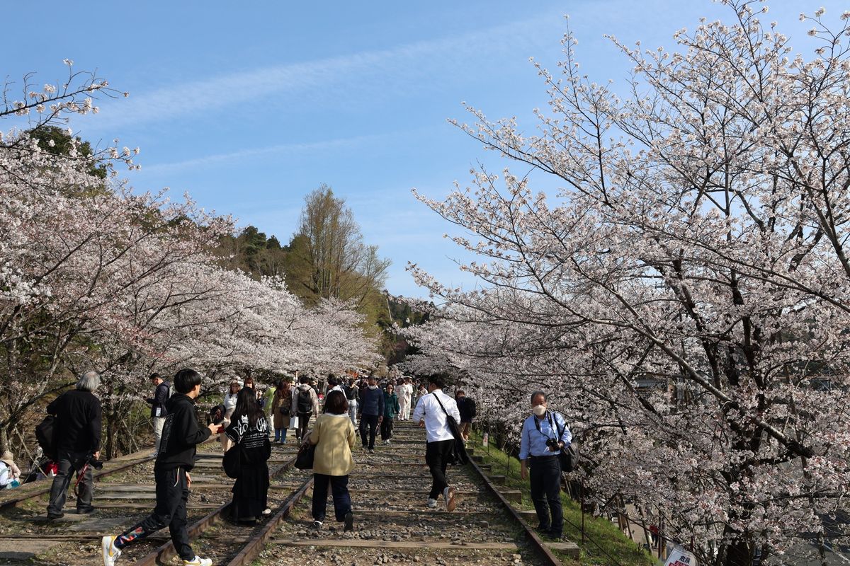 三井寺から京阪に乗って蹴上へ。蹴上インクラインの桜。