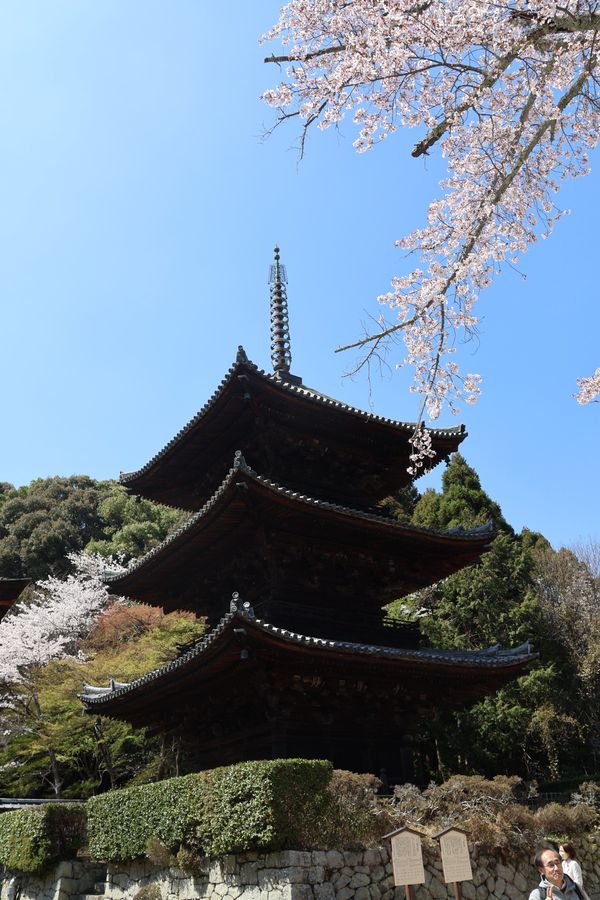 日本・京都府「大津・京都の花見旅行」の写真：三井寺の三重塔