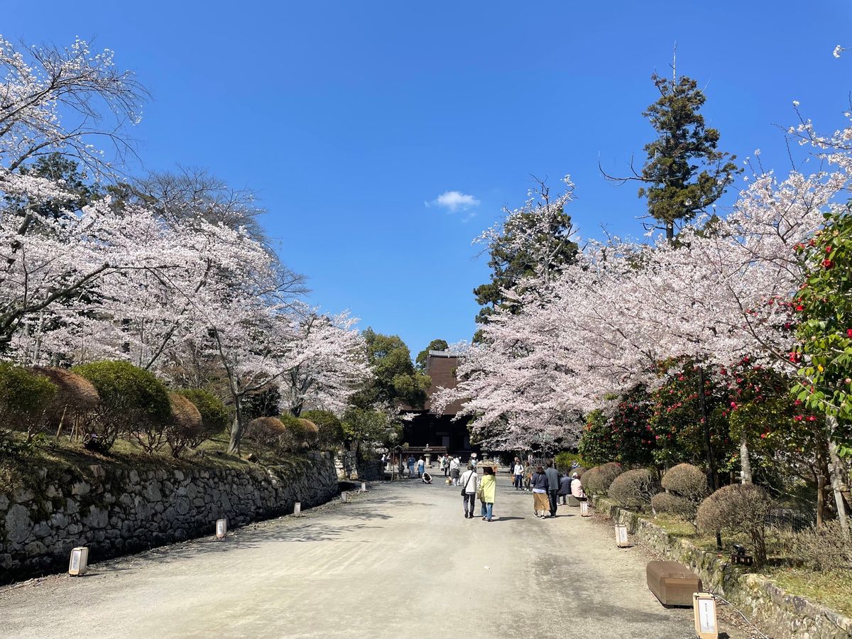 三井寺の桜