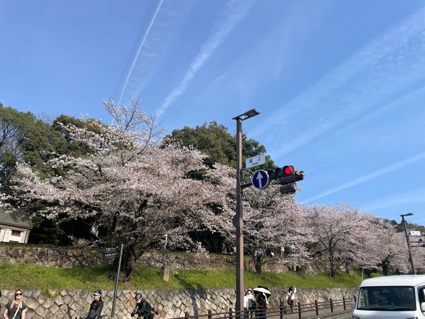 日本・京都府「大津・京都の花見旅行」の写真：三井寺から京阪に乗って蹴上へ。蹴上インク...