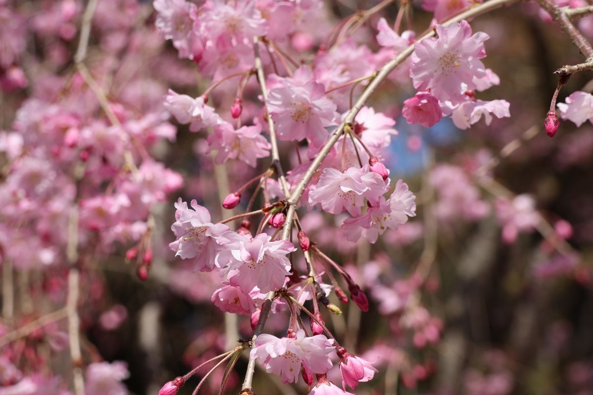 三井寺の桜