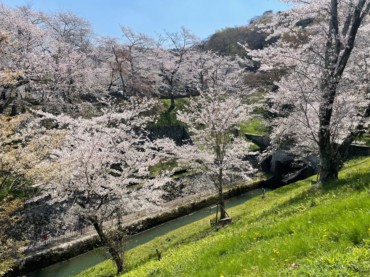 三井寺に行く前に琵琶湖疎水の桜も。こちらも満開でした。