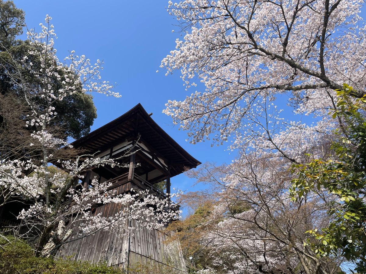 石山寺の桜。枝垂れ桜も満開でした。