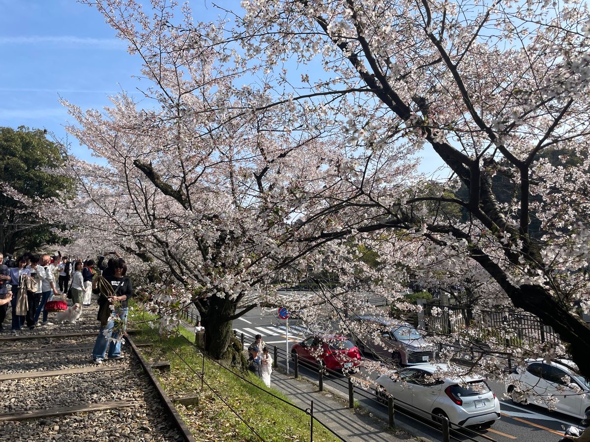 三井寺から京阪に乗って蹴上へ。蹴上インクラインの桜。