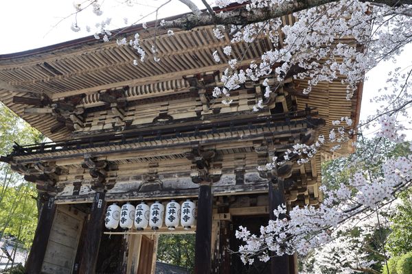 日本・京都府「大津・京都の花見旅行」の写真