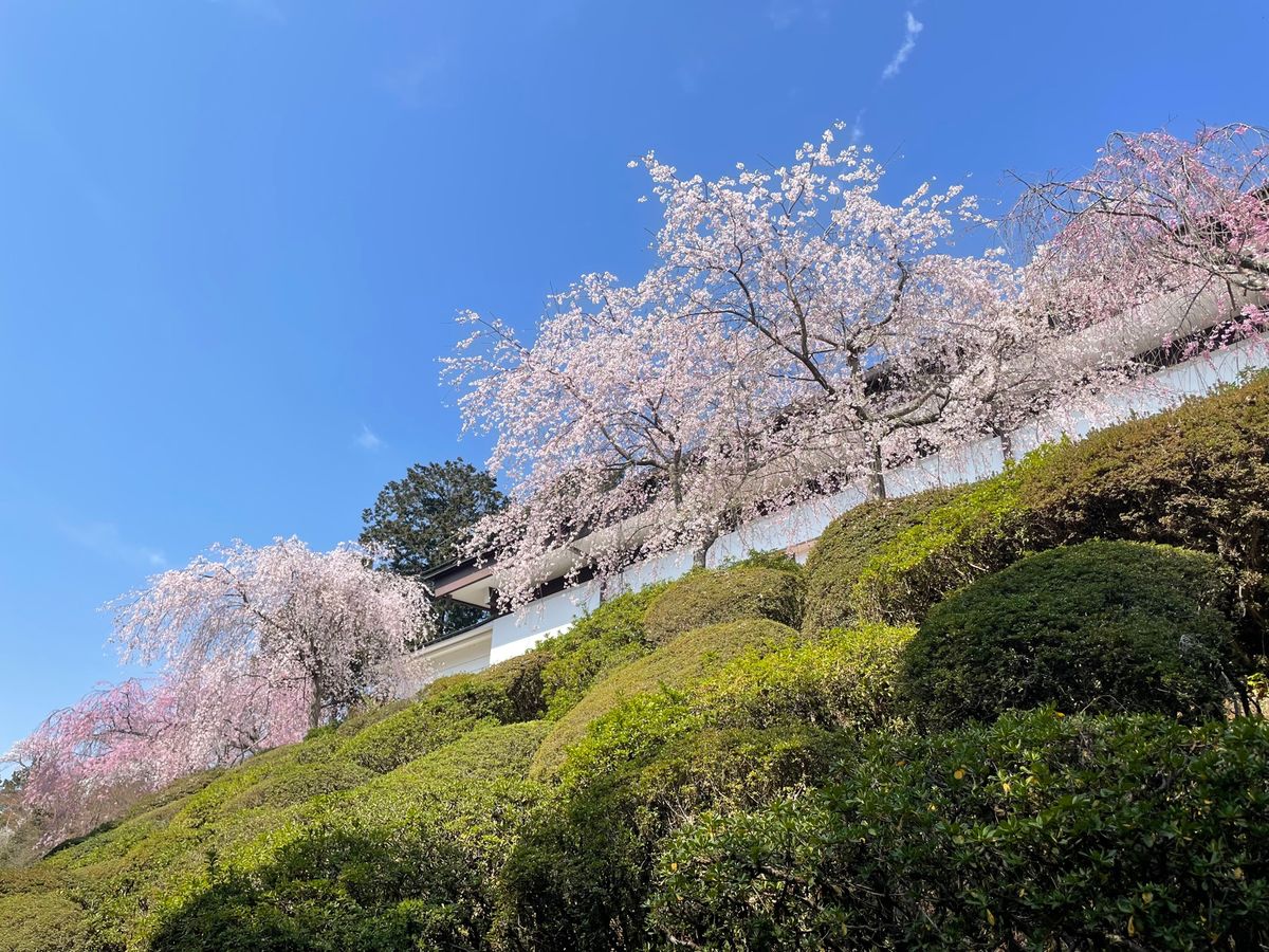 石山寺の桜。枝垂れ桜も満開でした。