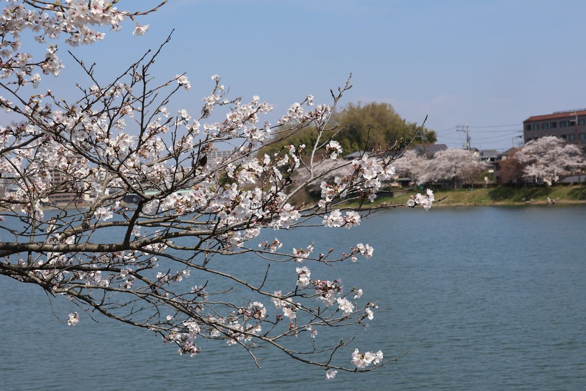 瀬田川沿いに咲く桜も綺麗でした