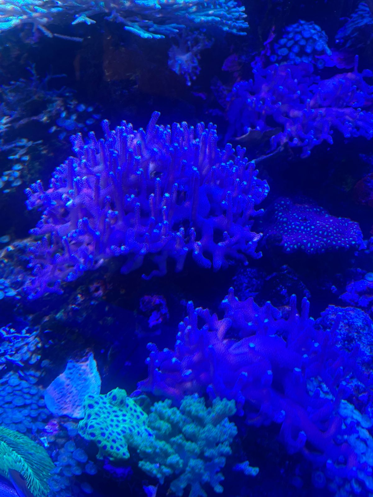 ランチの後は名古屋港水族館へ。にじさんじの栞葉るりちゃんが絶賛していたので...