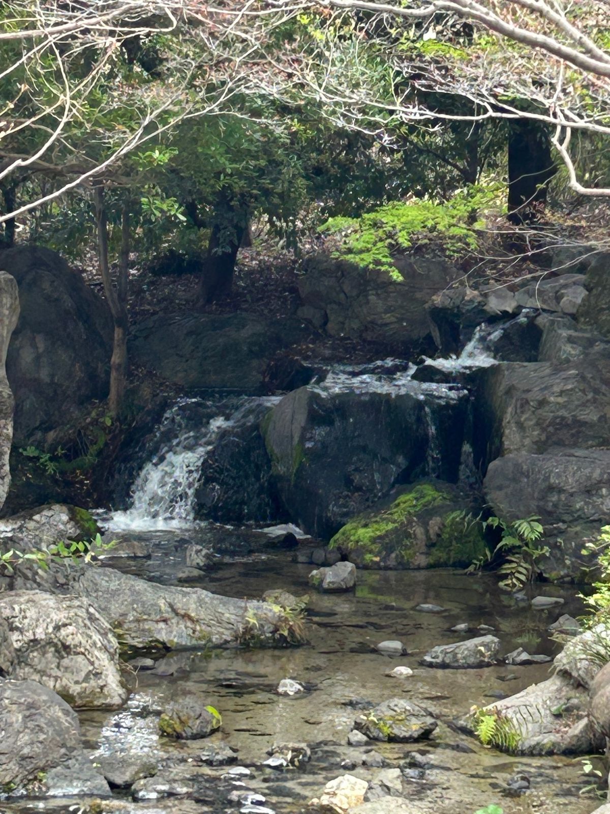 白鳥庭園も駆け足で周りました。