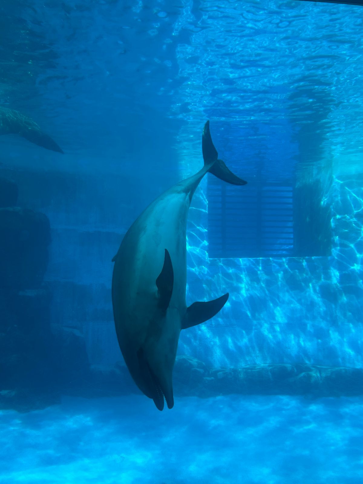 ランチの後は名古屋港水族館へ。にじさんじの栞葉るりちゃんが絶賛していたので...