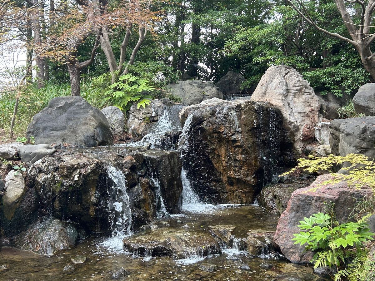 白鳥庭園も駆け足で周りました。