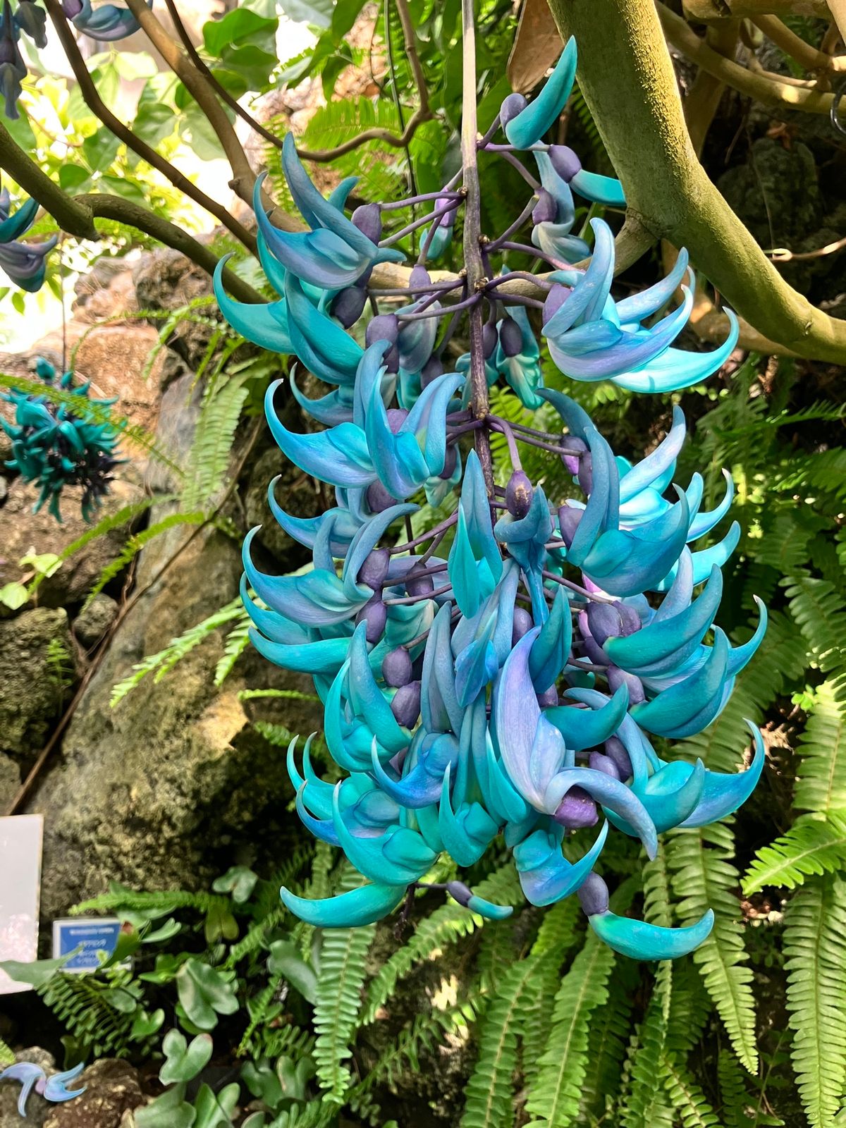 ときわミュージアム
植物園があり、気候ごとのエリアに分かれて植物が展示され...
