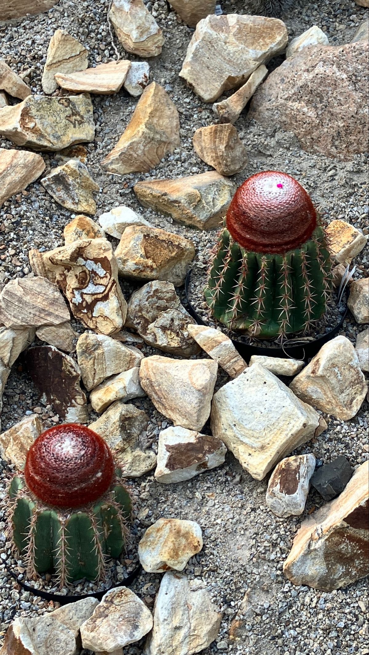 ときわミュージアム
植物園があり、気候ごとのエリアに分かれて植物が展示され...