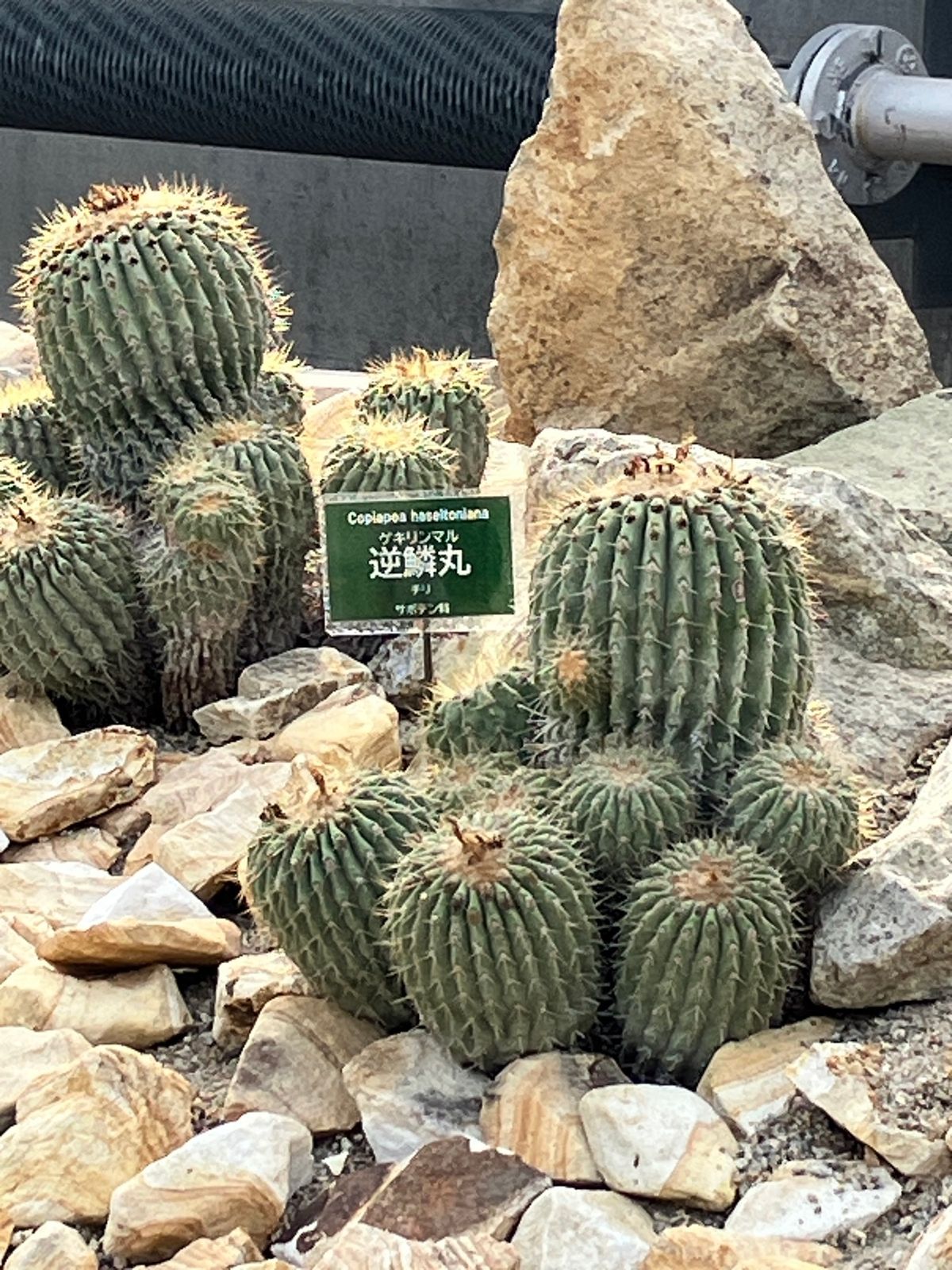 ときわミュージアム
植物園があり、気候ごとのエリアに分かれて植物が展示され...
