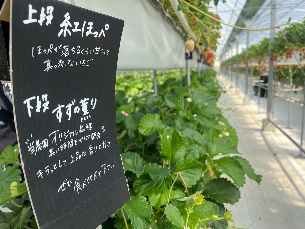 なんか知らんけどいちご狩りも。
いちご狩りがしたかったらしいが、東京付近で...