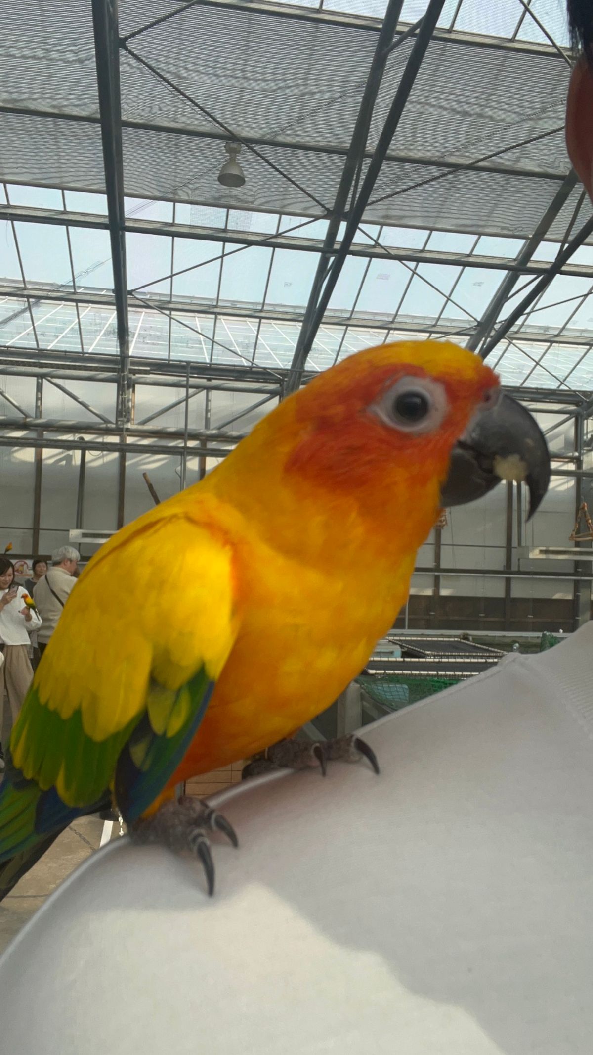 マッジで今まで行った動物園系で一番楽しかった、掛川花鳥園！

一日3回のバ...