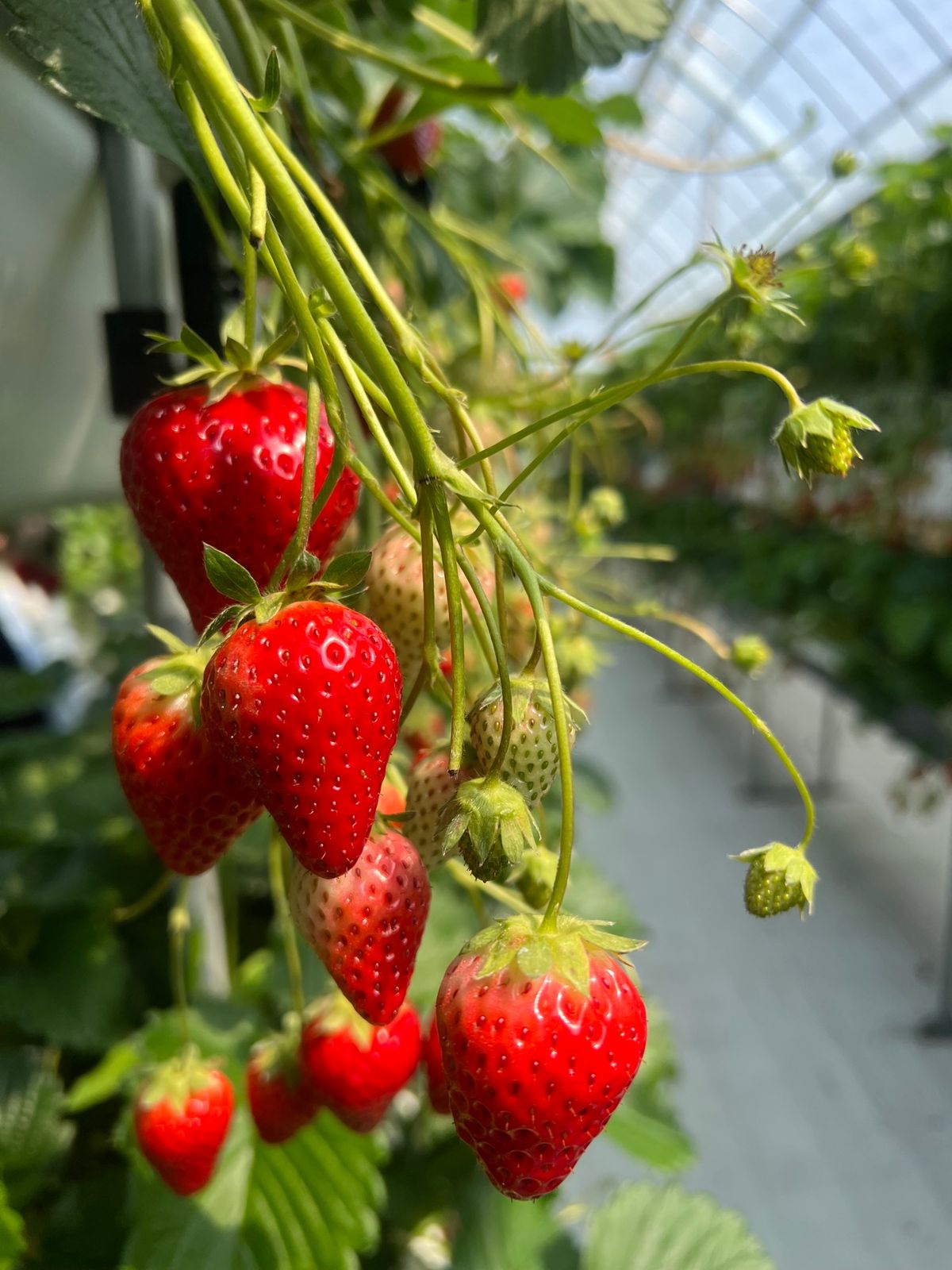 なんか知らんけどいちご狩りも。
いちご狩りがしたかったらしいが、東京付近で...