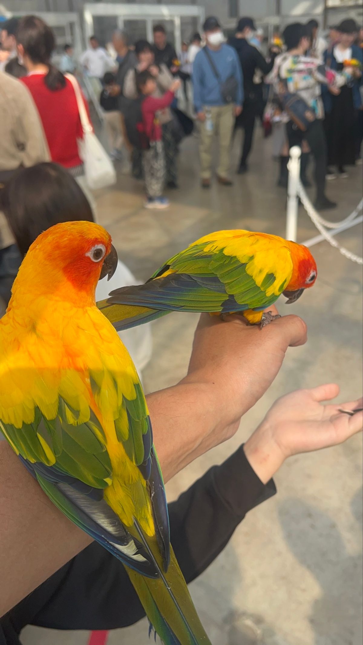 マッジで今まで行った動物園系で一番楽しかった、掛川花鳥園！

一日3回のバ...