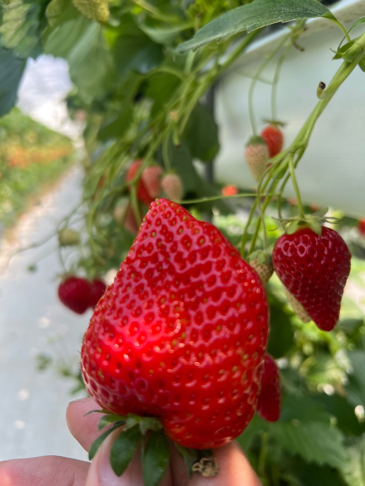 なんか知らんけどいちご狩りも。
いちご狩りがしたかったらしいが、東京付近で...