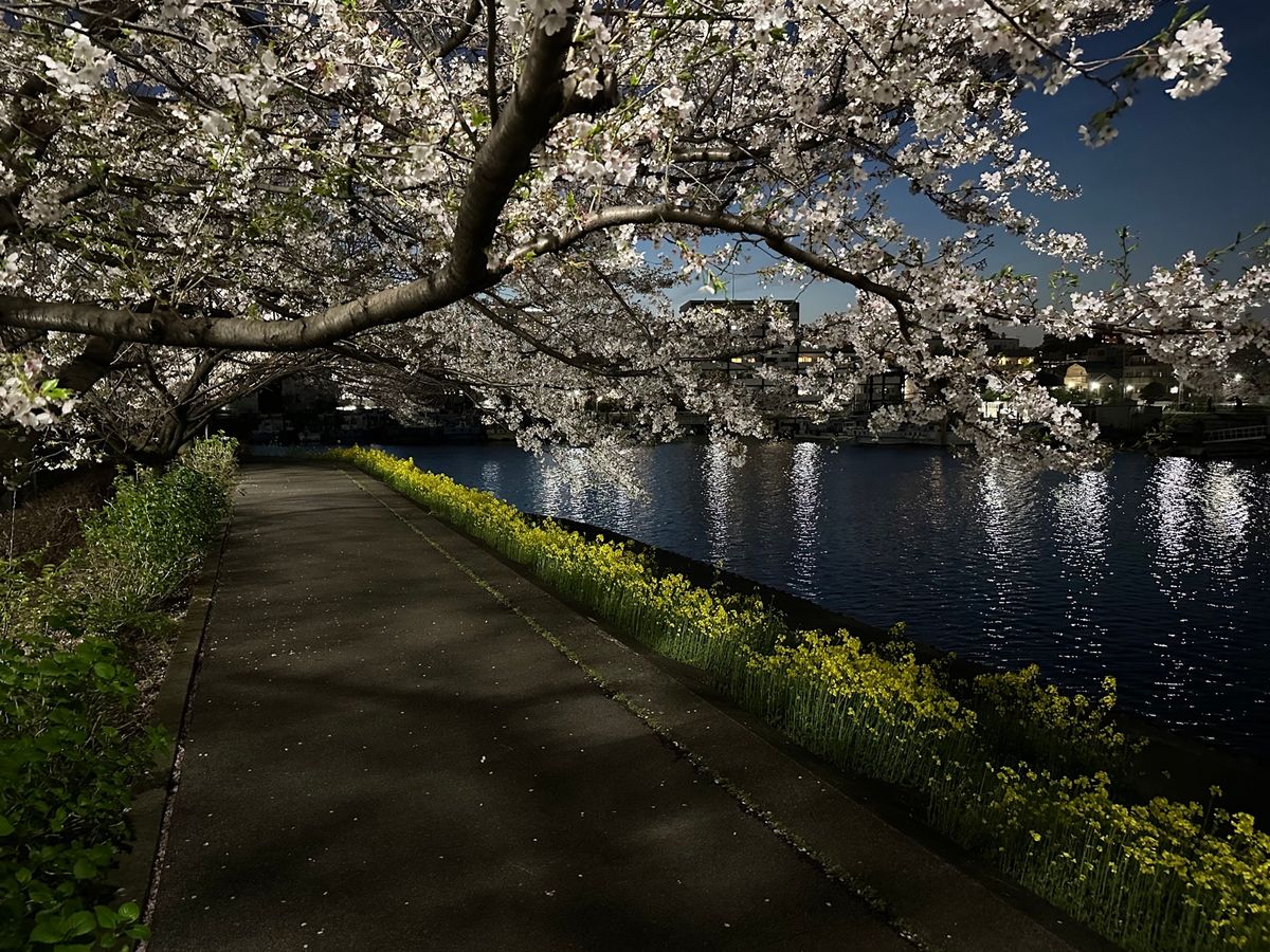 新宿中央公園としながわ花街道夜早朝